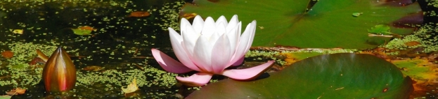 Dr. Edward Bach's homeopathic remedies